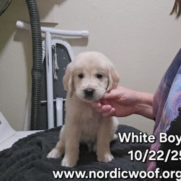 White Boy - Light golden male Golden Retriever puppy in Peoria, Arizona from Nordic Woof's Golden Retrievers