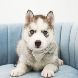 Koda - Sable and white male Siberian Husky puppy in Elmwood Park, Illinois from HuskiesAndGoldensWithFinesse