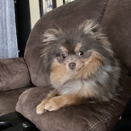 Chihuahua and Pomeranian Puppies from Hummingbird & Fox