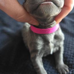 Magenta Collar - Gray female Cane Corso puppy in Henry, Virginia from Hardradas Dynasty Cane Corso