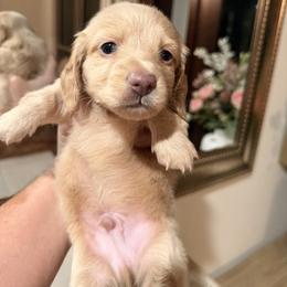 SNOOP ( ee Red, carries cream) - Red male Dachshund puppy in Ville Platte, Louisiana from Cajun Pawfection