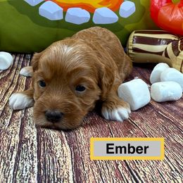 Ember - Golden female Cockapoo puppy in Roseville, California from Darby Park Doodles