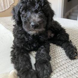 Havanese, Poodle, and Sheepadoodle Puppies from KK's Doodles and Havanese