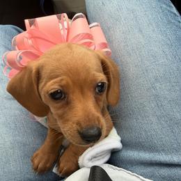 Little Lady Jane - Red female Dachshund puppy in Madisonville, Texas from Little B’s Dachshund Farm