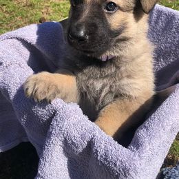 German Shepherd Puppies from Alte Schule Shepherds