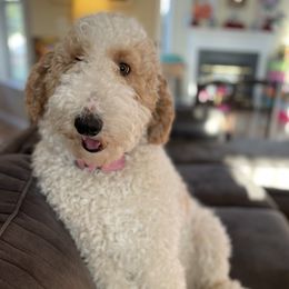 Nala - Goldendoodle