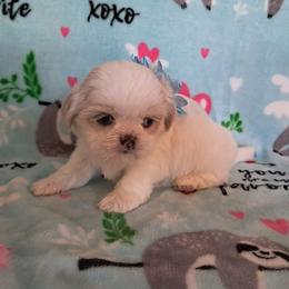 Camille - White female Shih Tzu puppy in Silver Springs, Nevada from Meadowlyn's Dream Shih Tzu