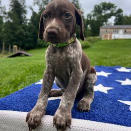 Rushmore - Liver roan male German Shorthaired Pointer puppy in Dugspur, Virginia from Pilgrims Trails Shorthairs