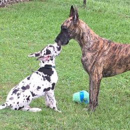 Great Danes from Coquina Great Danes