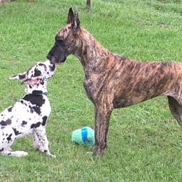 Great Danes from Coquina Great Danes