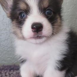American Corgis, Companion Crosses, and Pembroke Welsh Corgis from Morgans Country Corgis