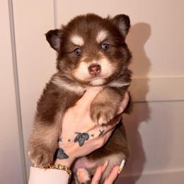 Empress - Chocolate female Pomsky puppy in Spring Hill, Florida from Besties Paw Life