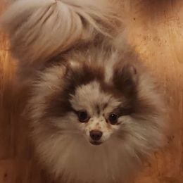 Storm - Pomeranian