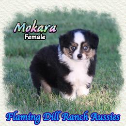 Mokara - Black tri female Toy Australian Shepherd puppy in Forestburg, Texas from Flaming Dill Ranch Aussies