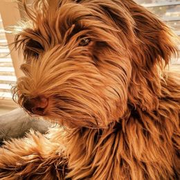Australian Labradoodles from Poppy Hills Labradoodles