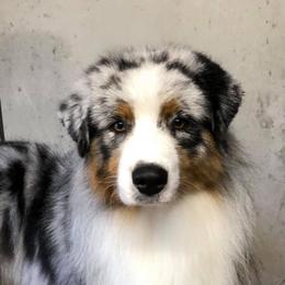Chance - Australian Shepherd