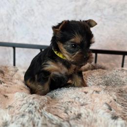 Molly - Black and gold female Yorkshire Terrier puppy in Luray, Tennessee from Little Angel Yorkies