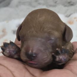 Ginger - Red  female Poodle puppy in Goodyear, Arizona from Moving and Grooving Pups