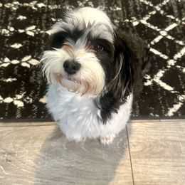 Shelly - Havanese