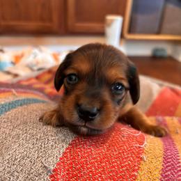Spirit - Red male Dachshund puppy in Clarksdale, Mississippi from Bo Didley's Doxies