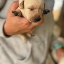 Female 5 - Yellow female Labrador Retriever puppy in Yamhill, Oregon from FitzGerald Kennels