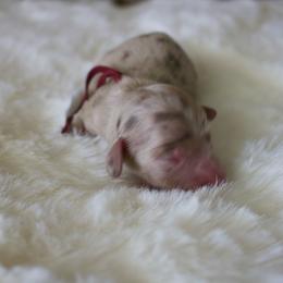 Azalea - Chocolate and cream female Dachshund puppy in Morrow, Ohio from Courtney’s Colorful Doxies