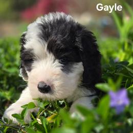 Gayle - Gray and white female Old English Sheepdog puppy in Sutherlin, Oregon from Sapphire Eyes Sheepdogs