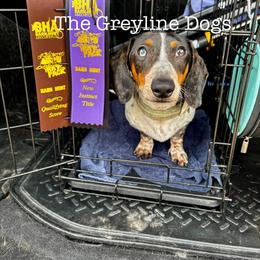 Leroy - Dachshund