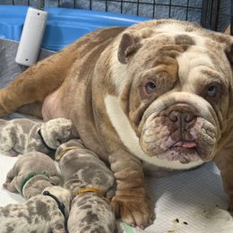 Glory - Bulldog