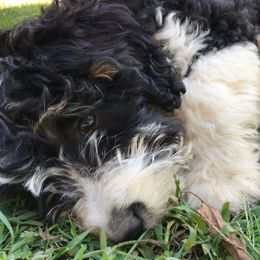 Assorted Doodle Crosses and Bernedoodles from Bernadoodles of long Island