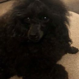 Natasha - Poodle