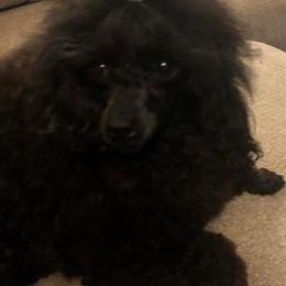 Natasha - Poodle