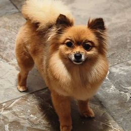 Cheddar - Pomeranian