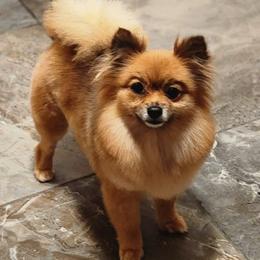 Cheddar - Pomeranian