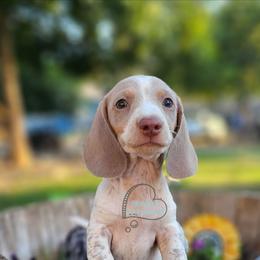 Dean Isabella pie male 3k - Fawn (isabella) and tan male Dachshund puppy in Herald, California from Bluegum Dachshunds