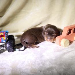 Dreamcatcher Blue - Chocolate male Cavalier King Charles Spaniel puppy in Gulfport, Mississippi from Gulf Coast Cavaliers