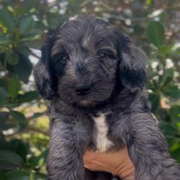 Jo - Merle female Goldendoodle puppy in Cocoa, Florida from The Coastal Homestead