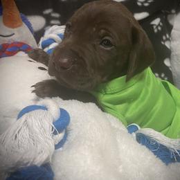 Green collar - Liver roan male German Shorthaired Pointer puppy in Hardeman County, Tennessee from Howell Farm GSP