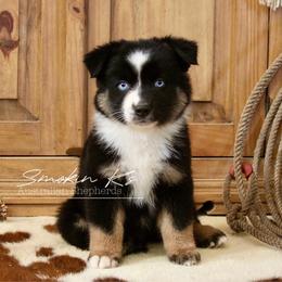 Cedar - Black tri-color male Australian Shepherd puppy in Grapeland, Texas from Smokin K Aussies