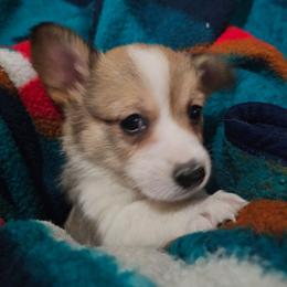 Grumpy - Sable male Pembroke Welsh Corgi puppy in Pilot Rock, Oregon from L2H Corgi's