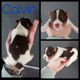 Yorkshire Terrier Puppies from Morning Glory Yorkies PA