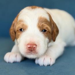 Back street boy - Parti male Goldendoodle puppy in Yuciapa, California from AlltheDoodlez_