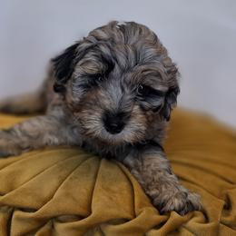 Pip - Merle male Goldendoodle puppy in Decatur, Tennessee from Diamond's Doodles