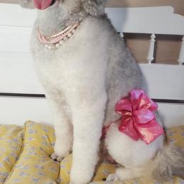 Poodles from Poo La La Poodles
