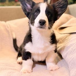 Cardigan Welsh Corgi Puppies from KaloKalo Cardigans
