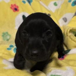 Diesel: Boy 2 black - Black male Dachshund puppy in Casselberry, Florida from Amore Mini Dachshund Breeders & More