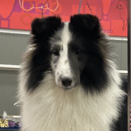 Shetland Sheepdog Puppies from MiAmor Shetland Sheepdogs