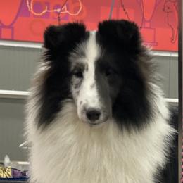 Shetland Sheepdog Puppies from MiAmor Shetland Sheepdogs