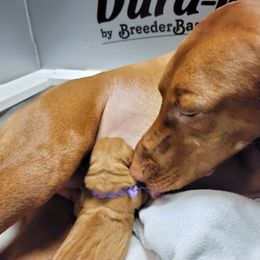 Vizsla Puppies from Bender Vizslas