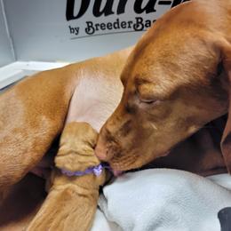 Vizsla Puppies from Bender Vizslas